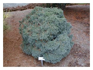 CHAMAECYPARIS pisifera 'Dwarf Blue'